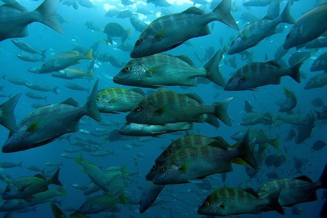 Cabo San Lucas Short Snorkeling Tour with Divemaster Guide - Guides and safety: how you’ll get comfortable fast