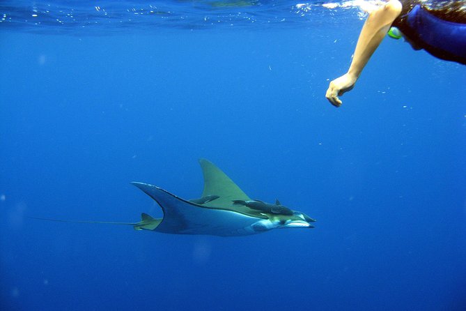 Cabo San Lucas Short Snorkeling Tour with Divemaster Guide - Price and value: is $70 per person a smart trade?