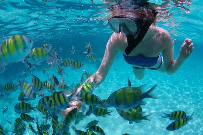 Cabo San Lucas Short Snorkeling Tour with Divemaster Guide - The snorkeling area: sandy shallows, buoyed zones, and places like Pelican Rock