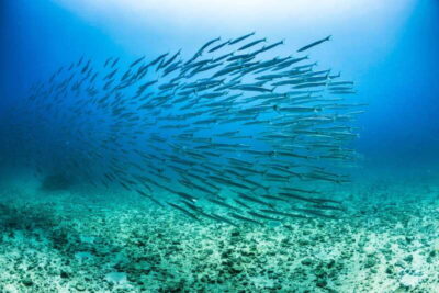 Cabo San Lucas: Snorkel, Lunch and Sail Experience - Price and Value: What $115 Buys You (and What It Doesn’t)