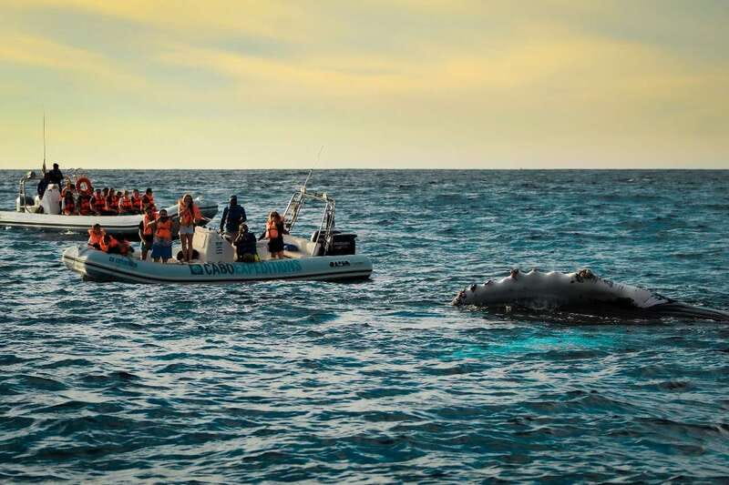 Cabo San Lucas: Up-Close Whale Watching Small-Group Tour - Key things you’ll notice on this Zodiac whale tour