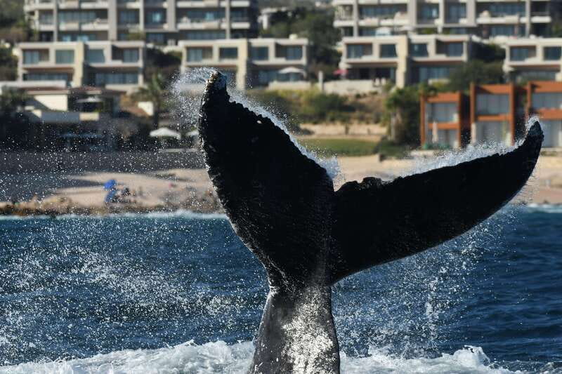 Cabo San Lucas: Up-Close Whale Watching Small-Group Tour - Price and value: why $115 can make sense for Cabo whale season