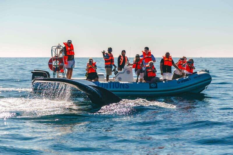 Cabo San Lucas: Up-Close Whale Watching Small-Group Tour - Why a Zodiac boat changes everything in Cabo whale country