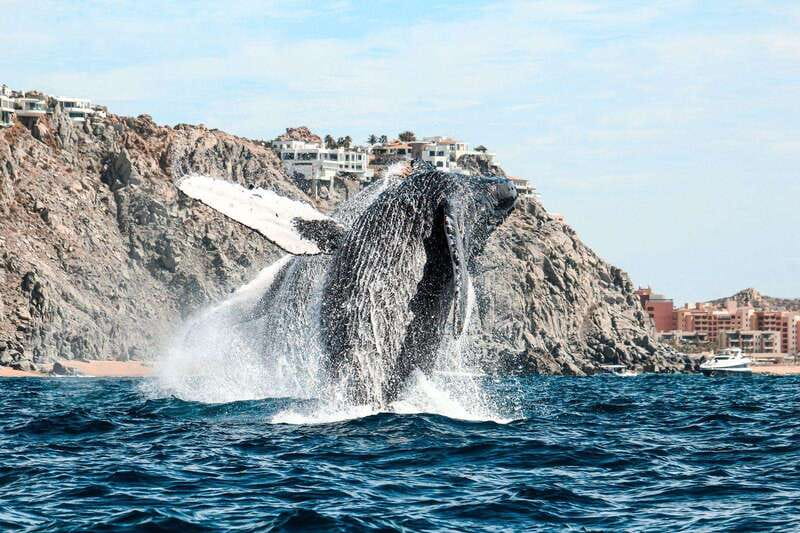 Cabo San Lucas: Up-Close Whale Watching Small-Group Tour - Spotting whales faster: the cues your guide will help you read