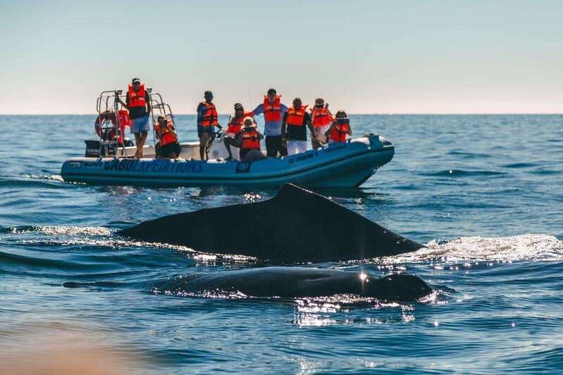 Cabo San Lucas: Up-Close Whale Watching Small-Group Tour - Up close with whales and dolphins—without pushing your luck
