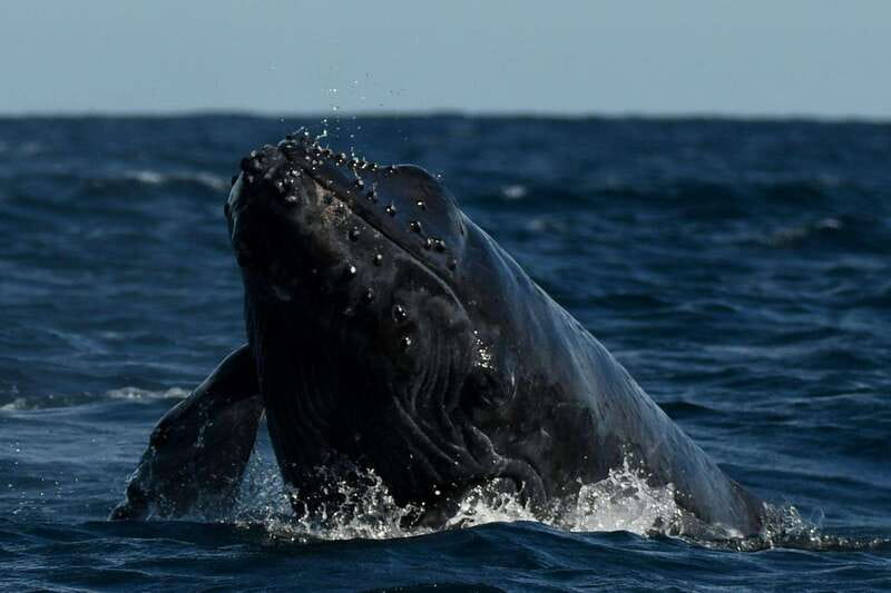 Cabo San Lucas: Up-Close Whale Watching Small-Group Tour - Guides on board: the human part that turns sightings into a story