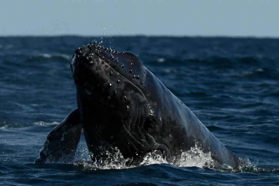 Cabo San Lucas: Up-Close Whale Watching Small-Group Tour - What to bring so the ride stays comfortable