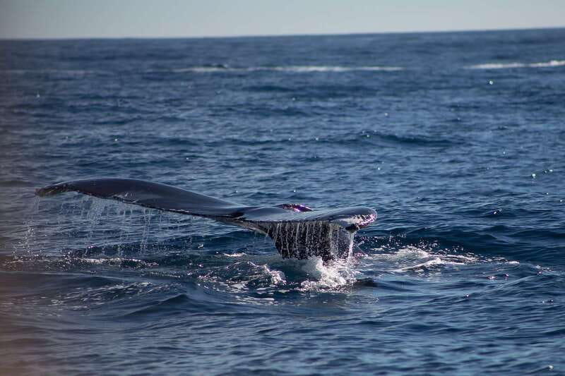 Cabo San Lucas: Whale Watching Breakfast Cruise - From Dock 0 to Cabo’s Famous Arch: The Setup That Works