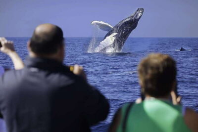 Cabo San Lucas: Whale Watching Breakfast Cruise - A Twin-Level Power Catamaran: Better Viewing Without the Tiny-Boat Chaos