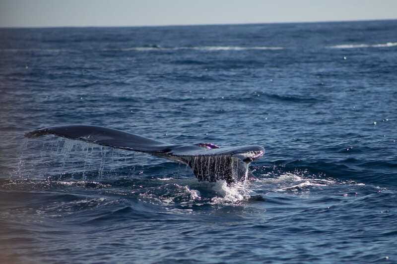 Cabo San Lucas: Whale Watching Breakfast Cruise - Should You Book the Cabo San Lucas Whale Watching Breakfast Cruise?