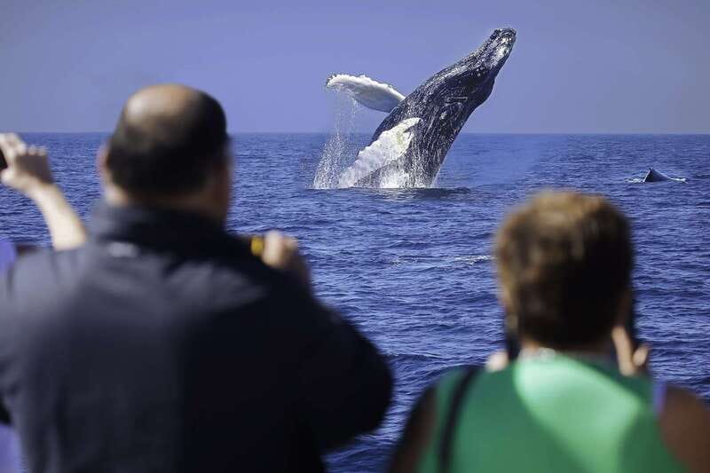 Cabo San Lucas: Whale Watching Breakfast Cruise - A Twin-Level Power Catamaran: Better Viewing Without the Tiny-Boat Chaos
