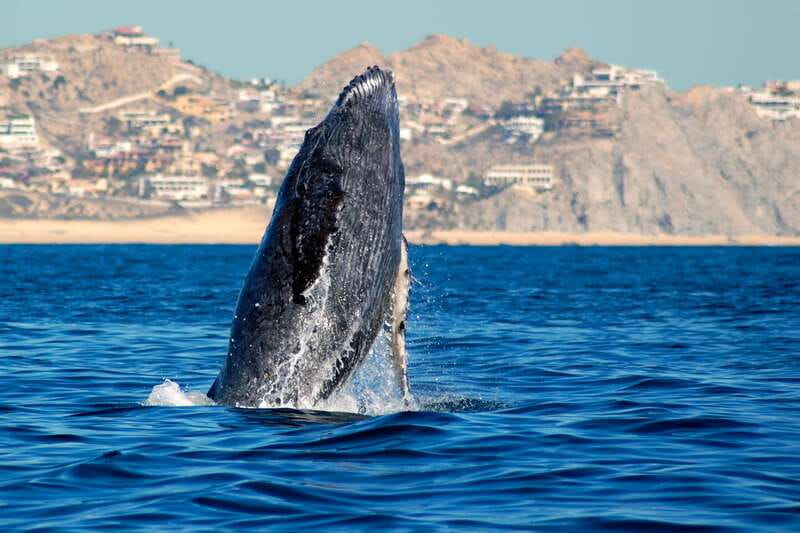Cabo San Lucas: Whale Watching Catamaran Experience - Cruising to the Pacific: what you’re really doing during the whale search