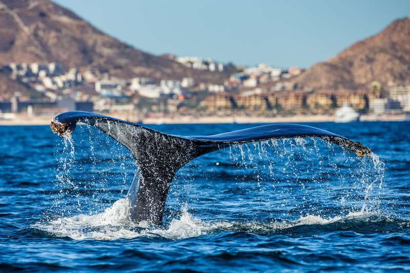 Cabo San Lucas: Whale Watching Catamaran Experience - How close is close: what to expect when whales show up