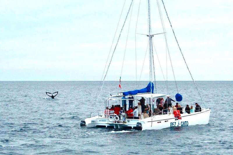 Cabo San Lucas: Whale Watching Catamaran Experience - Getting to the marina smoothly: pickup, timing, and what the driver looks like
