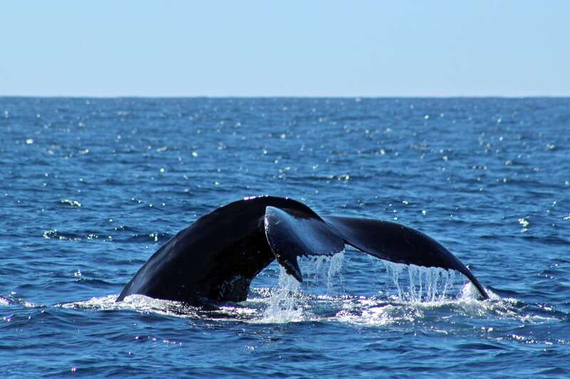 Cabo San Lucas: Whale Watching Experience on Catamaran - Key Things I’d Zoom In On