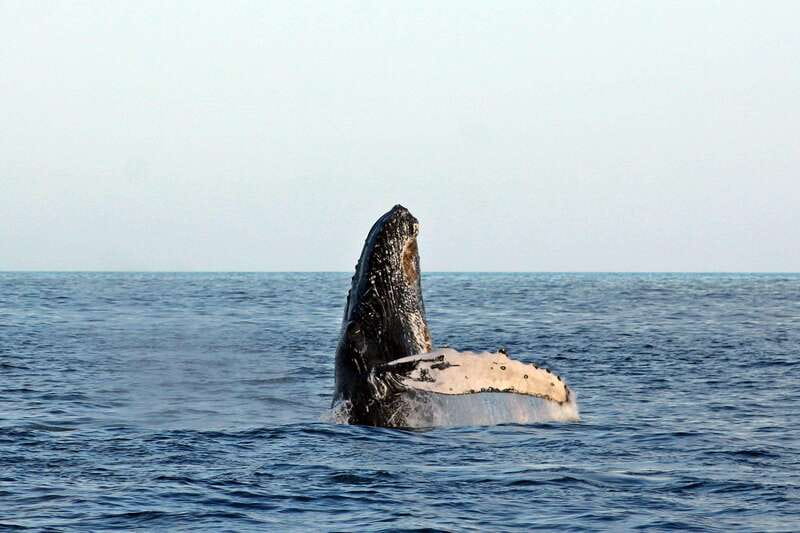 Cabo San Lucas: Whale Watching Experience on Catamaran - December to March: When Cabo Whale Watching Actually Makes Sense