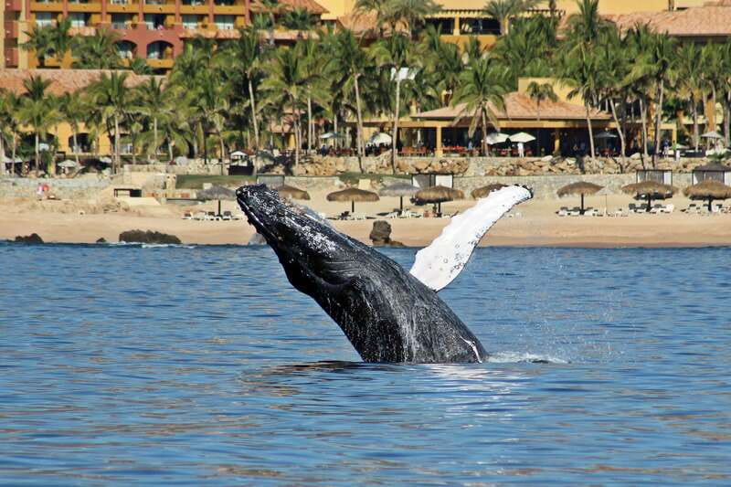 Cabo San Lucas: Whale Watching Experience on Catamaran - On the Water: Listening for Whale Song with Hydrophones