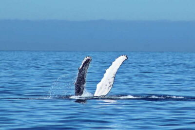 Cabo San Lucas: Whale Watching Experience on Catamaran - Catamaran + Pickup: How the Day Gets Set Up for You