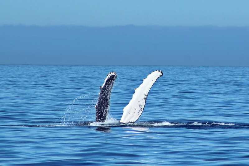 Cabo San Lucas: Whale Watching Experience on Catamaran - What to Bring (So the Trip Feels Easy, Not Annoying)