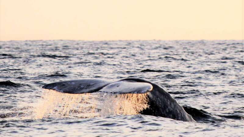 Cabo San Lucas: Whale Watching Experience on Catamaran - The Pickup Reality Check: How to Avoid Getting Left Behind