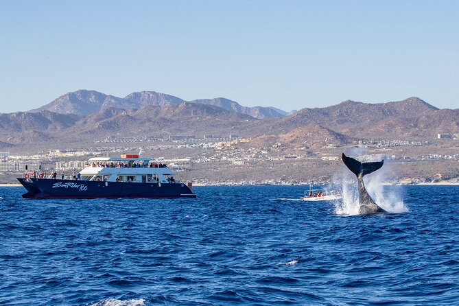 Cabo San Lucas Whale Watching Lunch Cruise - Cabo whale watching lunch cruise: what your $115 buys