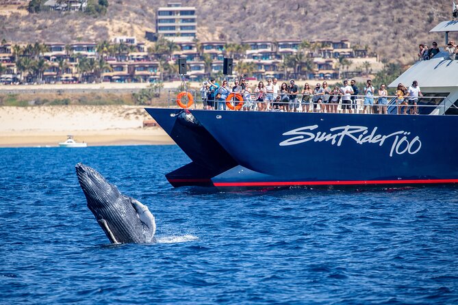 Cabo San Lucas Whale Watching Lunch Cruise - On-board lunch with open bar: what it actually feels like