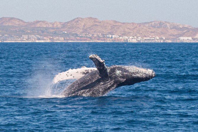 Cabo San Lucas Whale Watching Lunch Cruise - The fun factor: music, show, and dancing on the way back