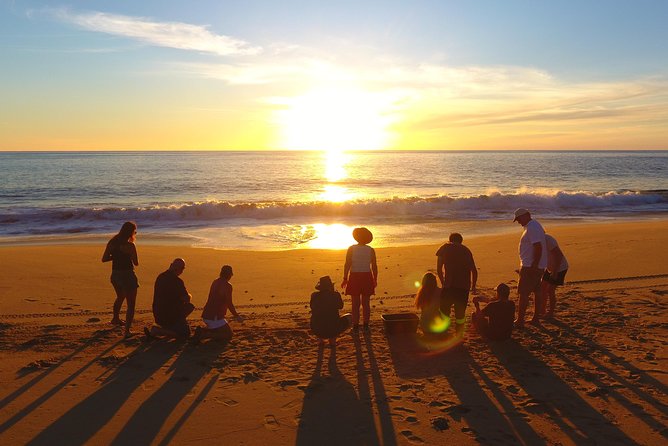 Cabo Turtle Release - Why the Cabo Olive Ridley Release Happens at Sunset