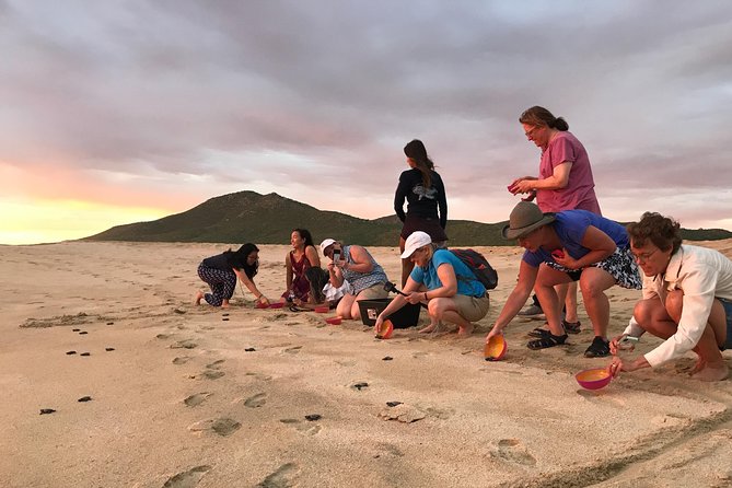 Cabo Turtle Release - The Hatchling Moment: Held in a Bowl, Then Set Loose
