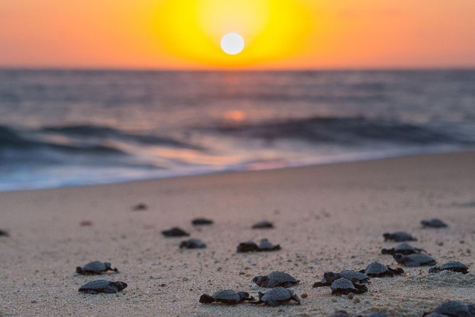 Cabo Turtle Release - What You’ll Actually Learn About Marine Conservation