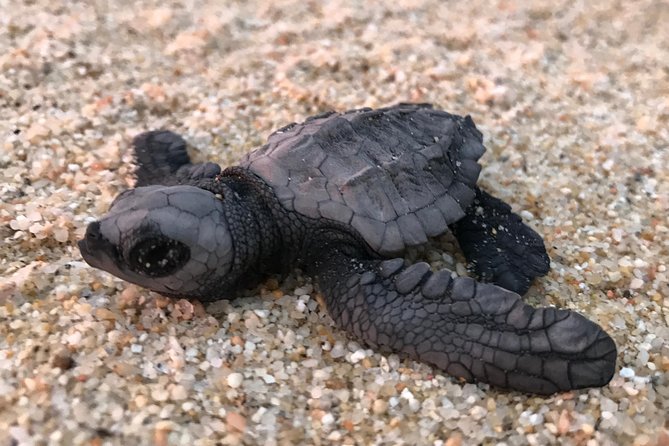 Cabo Turtle Release - Comfort for Families: Minimal Effort and All-Ages Pacing