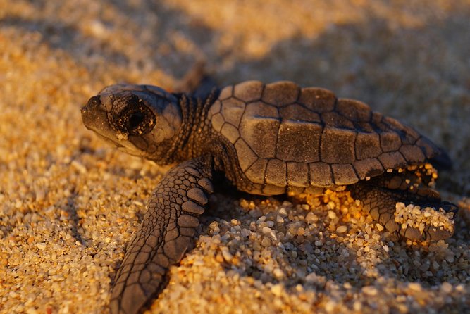 Cabo Turtle Release - Bring This, Skip That, and Plan for Bugs and Dusk