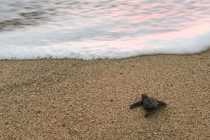 Cabo Turtle Release - Is It Worth It? Rating, Value, and the Main Trade-Off