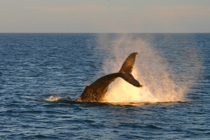 Cabo Whale Watch Three-Level Vessel and Majestic Arch - Stop 2: Caborey Sails Along the Tip Coast