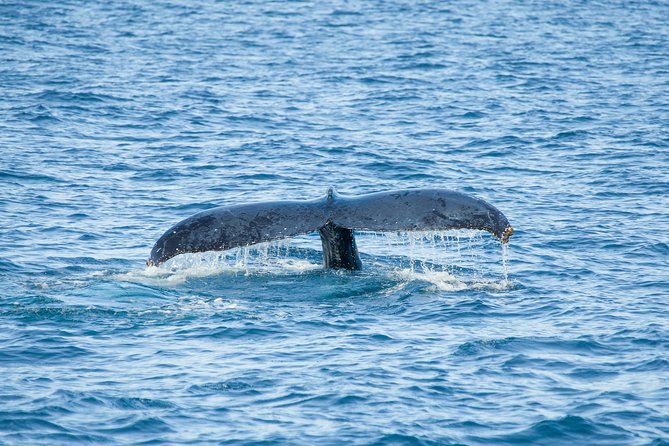 Cabo Whale Watch Three-Level Vessel and Majestic Arch - Food, Drinks, Music: Breakfast and Open Bar Add Real Value