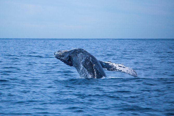 Cabo Whale Watch Three-Level Vessel and Majestic Arch - The Guide and Whale Info: What You Get Beyond the Scenery