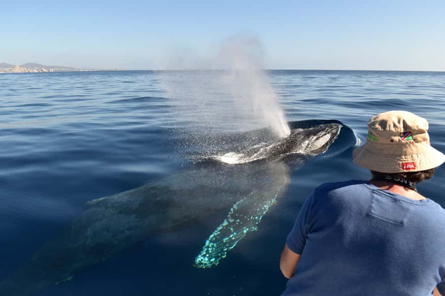 Cabo: Whale-Whatching Boat Trip w/ All-Women Crew and Photos - Why This Cabo Whale Trip Feels Different Than Big-Boats