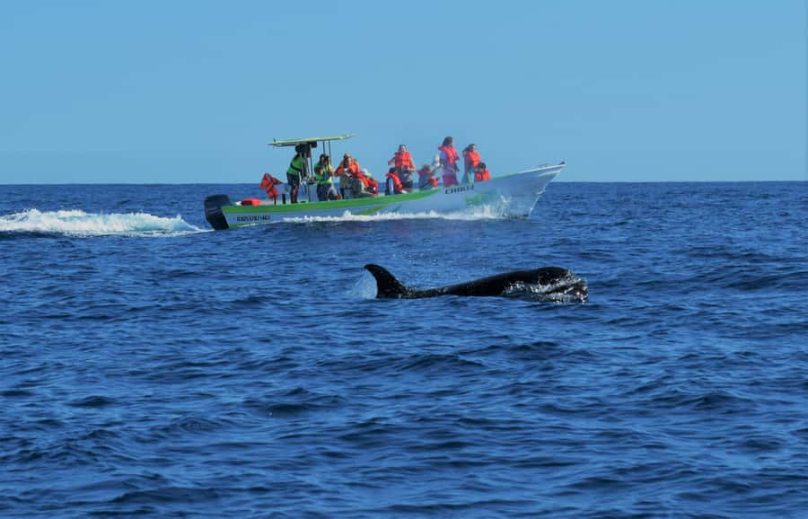 Cabo: Whale-Whatching Boat Trip w/ All-Women Crew and Photos - Searching for Humpbacks (and Sometimes Greys): Pacific or Sea of Cortez