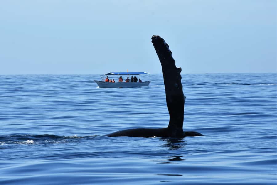 Cabo: Whale-Whatching Boat Trip w/ All-Women Crew and Photos - The Hydrophone Moment: Hearing Whale Song Through the Water