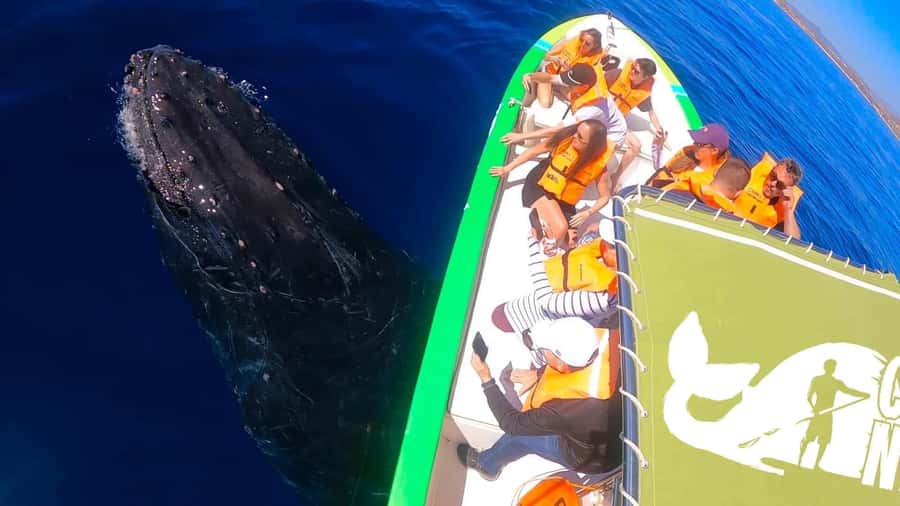 Cabo: Whale-Whatching Boat Trip w/ All-Women Crew and Photos - Water, Timing, and the Best Chances: Go in the Morning