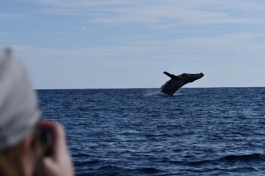 Cabo: Whale-Whatching Boat Trip w/ All-Women Crew and Photos - Whale Watching Warranty: A Real Plan B If You Don’t Spot Them