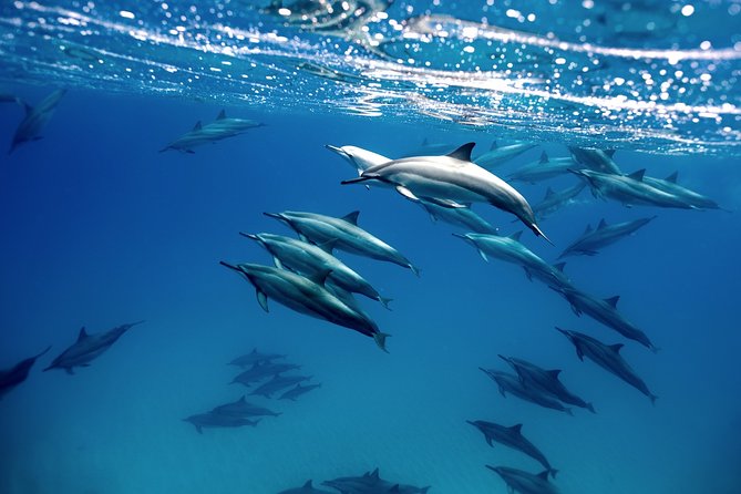 Cabo Wildlife Safari - On the Water With Marine Life in Every Direction