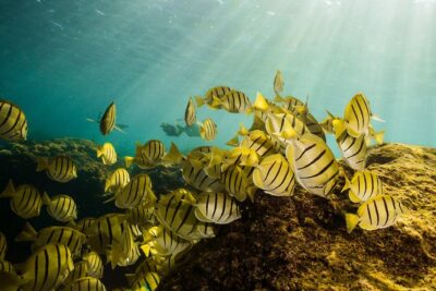 Cabo Wildlife Safari - Why the Marine Biologist Changes the Whole Tour
