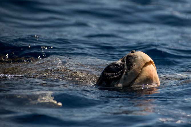 Cabo Wildlife Safari - Animals by Season: When Your Odds Tilt