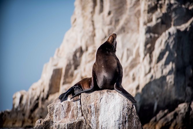Cabo Wildlife Safari - Snorkeling With Dolphins, Turtles, and Sea Lions
