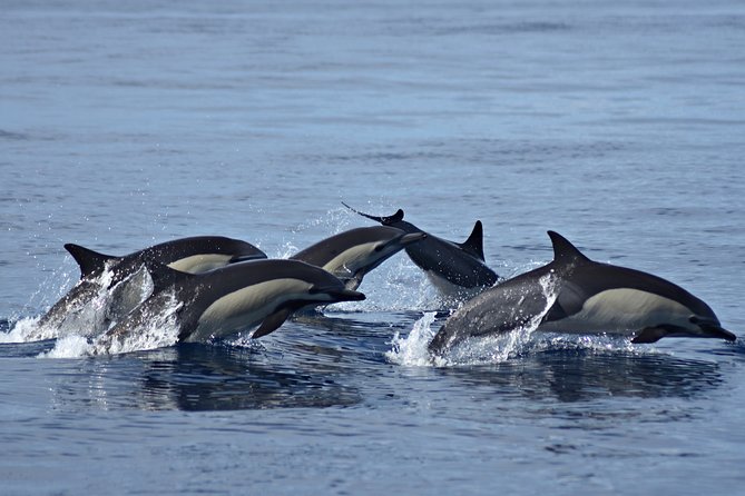 Cabo Wildlife Safari - Who This Cabo Wildlife Safari Is Best For