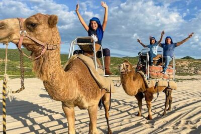 Camel Encounter and Safari Ride with Lunch and Alcohol Tasting - Meeting the Camels Up Close: What You’ll Actually Do