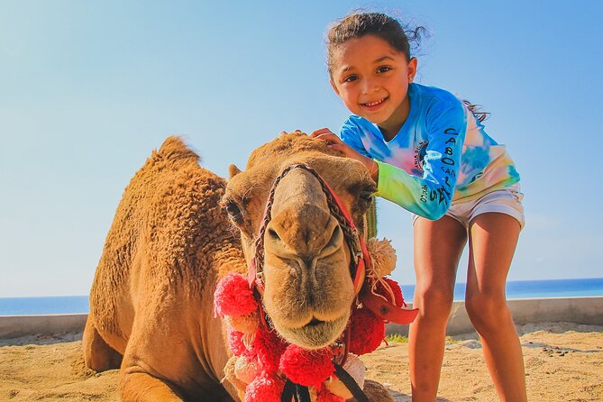 Camel Ride Experience in Los Cabos with Pick up and Lunch - Safety Rules and Physical Limits You Should Take Seriously