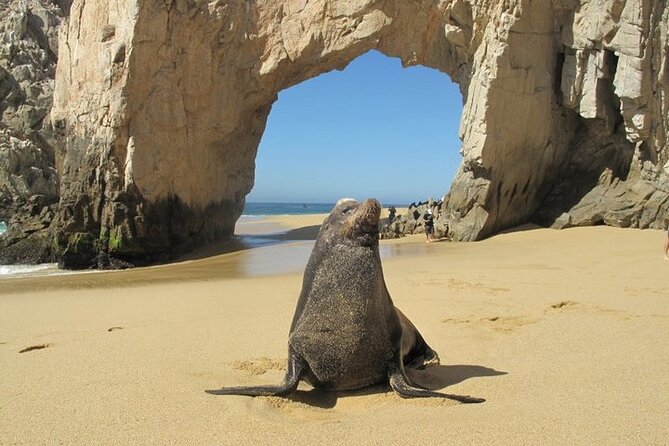 Clear Boat Ride with City Tour in Los Cabos - Anchor Yacht Charters time: markets, brand stores, and tequila tasting