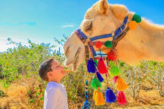 Combo Off Road 4x4 UTV Camel Ride Lunch and Tequila Tasting - Ocean Front unlimited buffet: the lunch break you shouldn’t skip